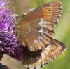 Erebia euryale